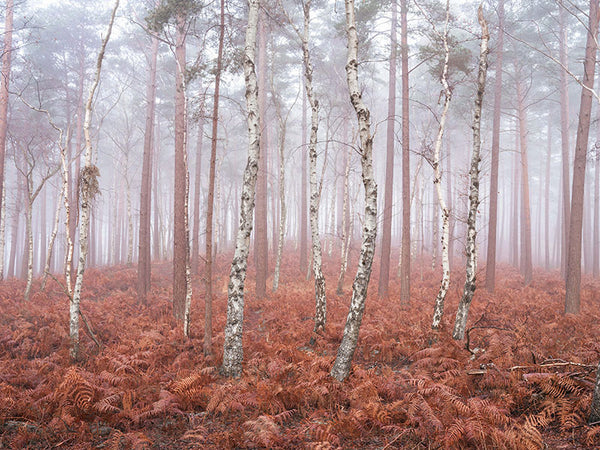 Misty Red Forest