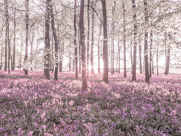 Enchanted Forest in Spring a Tapestry of Pink Flowers