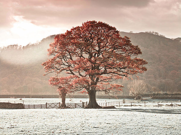 Autumn Splendor a Red Tree under the Morning Light