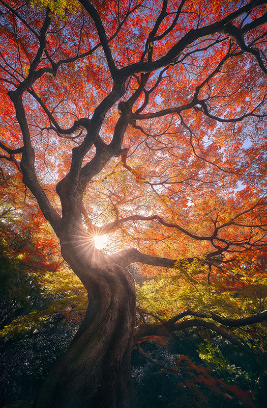 Autumn Glimmers a Tree Lit by the Sun