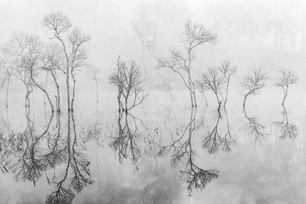 Silent Reflections Trees in the Mist