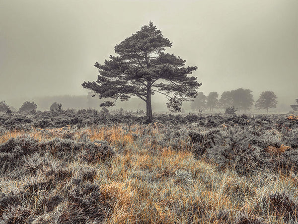 Solitary in the Mist Sentinel of the Forest