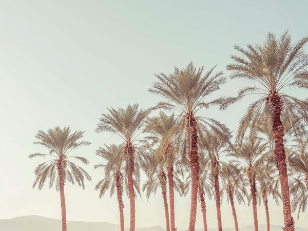 Silhouettes at Sunset Palm Trees under Pastel Skies