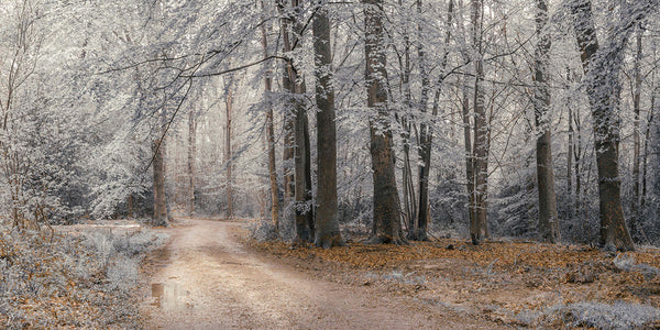 Winter Corner Path Among Frosted Trees