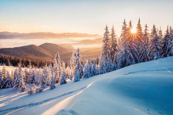 Golden Dawn among Frosted Pines