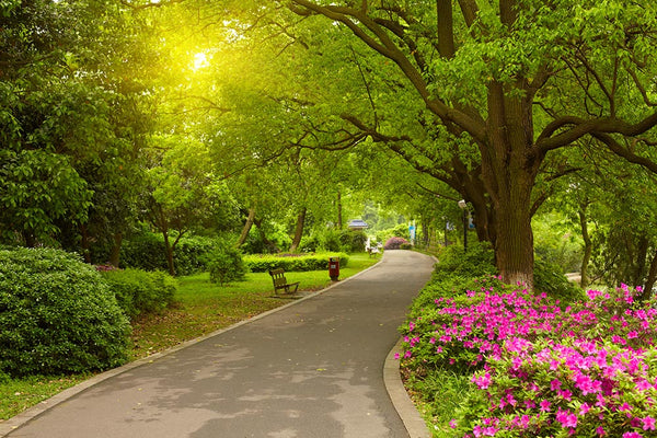 Natural Refuge: Pathway in the Park with Flowers