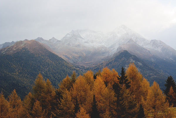 Pine Forests in Autumn Against Snowy Mountains