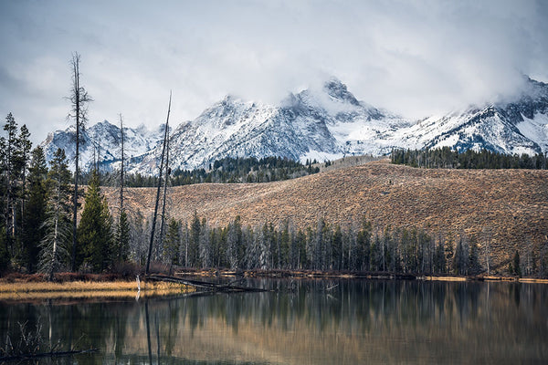 Winter Landscape Pine Forest