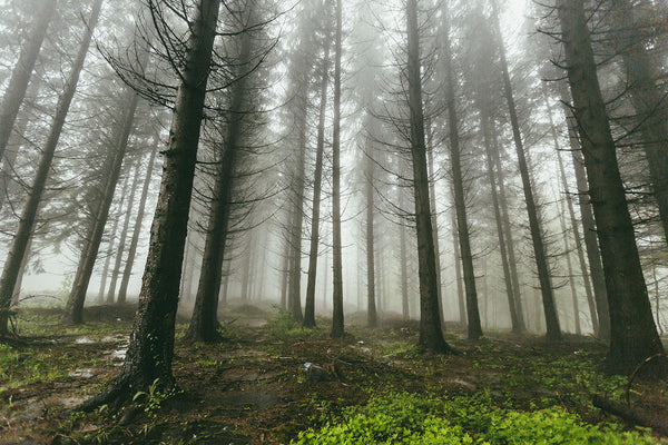 Wet pine forest wallpaper wall sticker